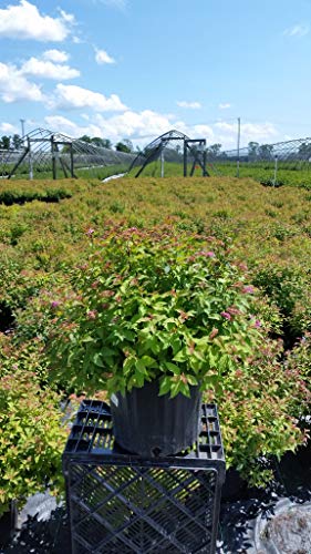Magic Carpet Spiraea