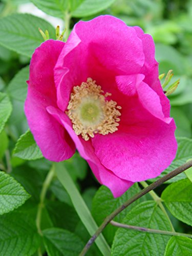 Rugosa Rose