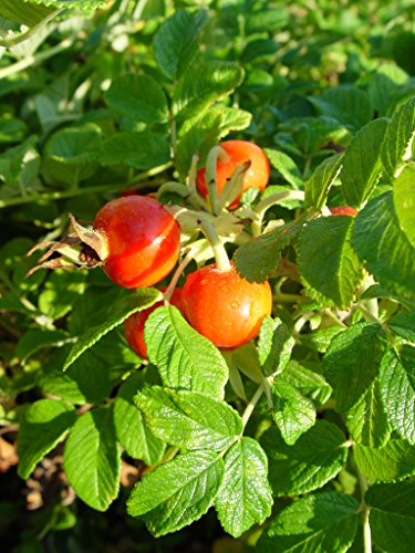 Rugosa Rose
