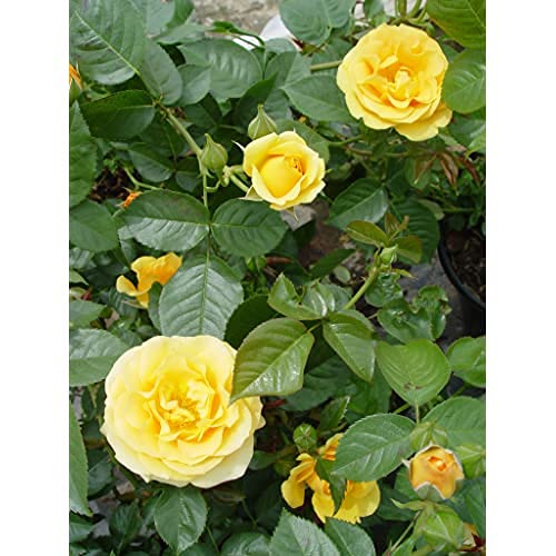 Julia Child™ Floribunda Rose