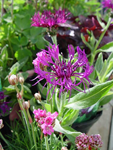 Bachelor Buttons Perennial - Gallon Pot - Centaurea Montana