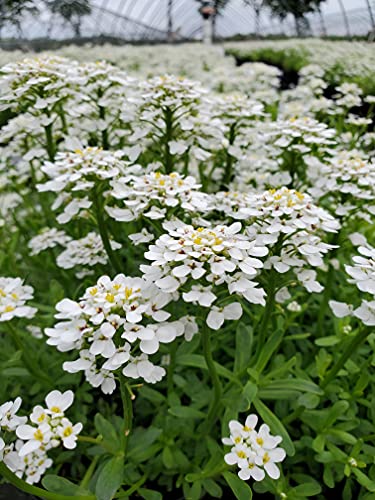 Alexander's White Candytuft