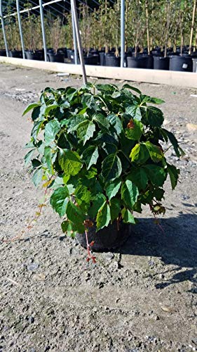 Boston Ivy • Plant of the Month, October 2019