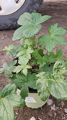 Canadian Amenone, Windflower