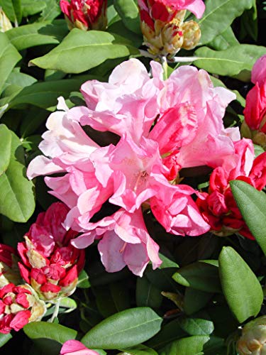 Yaku Prince Rhododendron