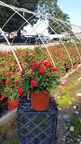 potted red rose plant Rose, True Passion Hybrid Tea Shrub Rose