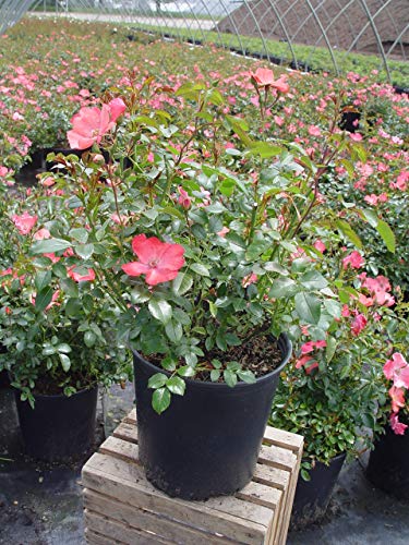 Coral Flower Carpet Rose