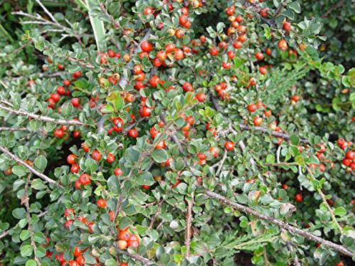 Cranberry Cotoneaster