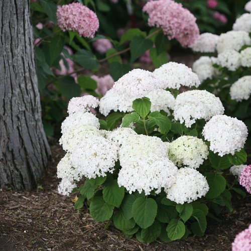 Invincibelle Wee White® Smooth hydrangea