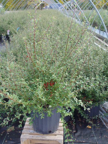 Coral Beauty Cotoneaster