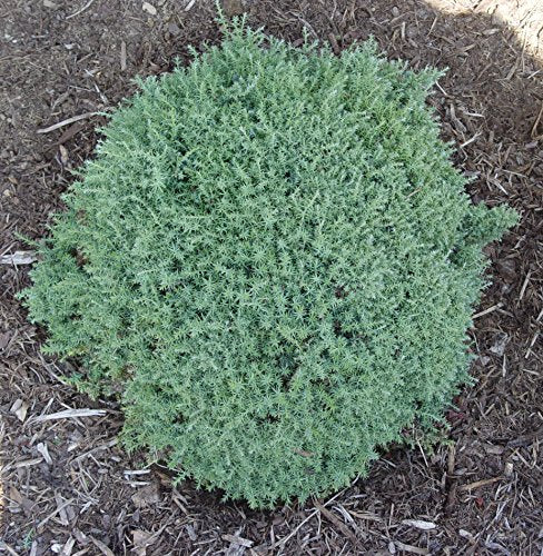 Blue Feathers Hinoki Cypress