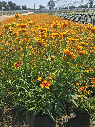 Sun Splash Tickseed