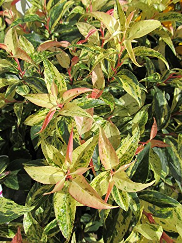 Rainbow Leucothoe