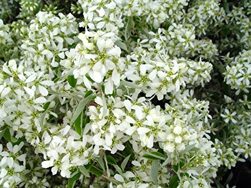 Shadblow Serviceberry