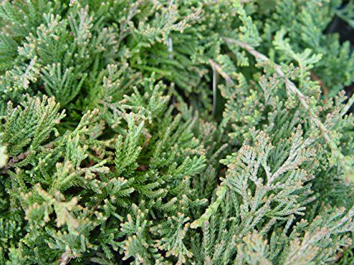 Blue Rug Juniper