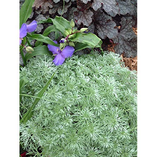 Silvermound Wormwood