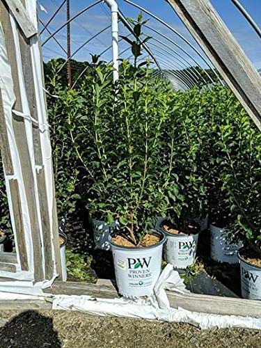 Show Off® Forsythia