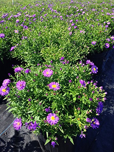 Kickin® Sapphire Fall Aster