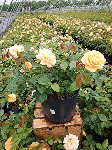 Julia Child™ Floribunda Rose