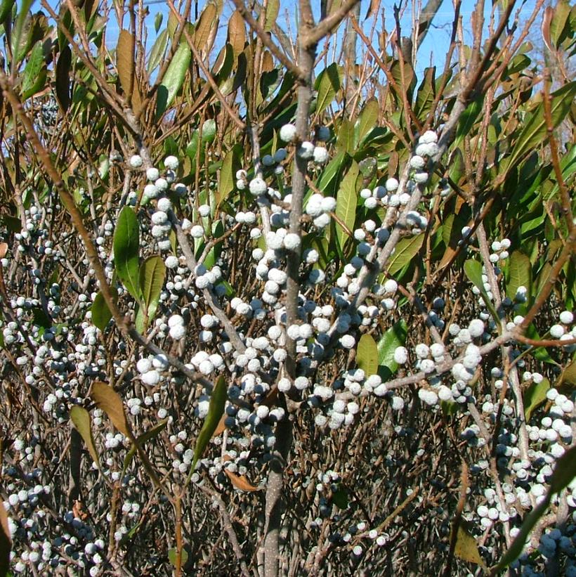 A close-up of a shrub with dark green foliage and clusters of white bayberry-like fruits on it, Bobee Northern Bayberry.