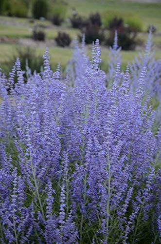 A field of perennial plants with tall spikes of purple flowers, likely Russian Sage, in full bloom.
