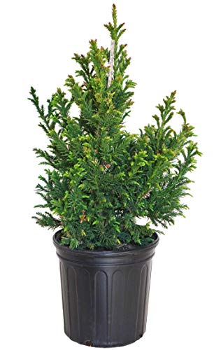 Black Dragon Japanese Cedar – Green Promise Farms
