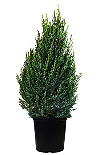 A potted Blue Point Juniper plant with blue-green needle-like foliage.