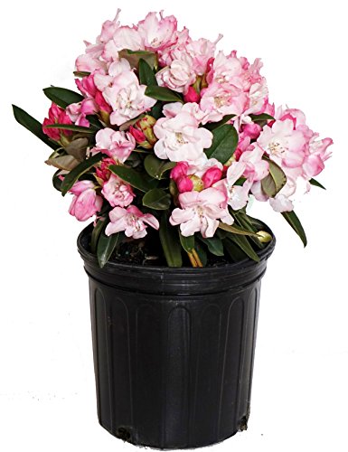 Mardi Gras Rhododendron, pink flowering plant in 2 Gallon pot
