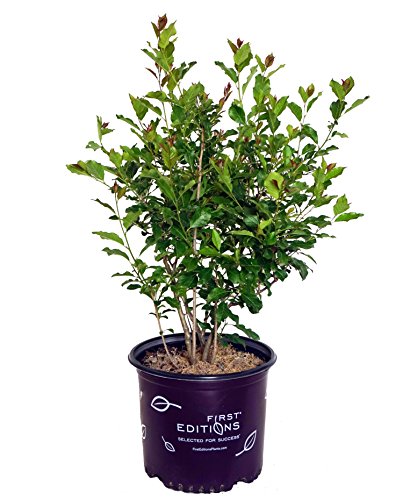 A potted Wildfire Winterberry bush with bright red berries, placed in a purple pot with the 'First Editions' brand visible on the pot.