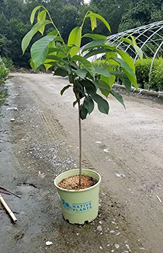 Asimina triloba
