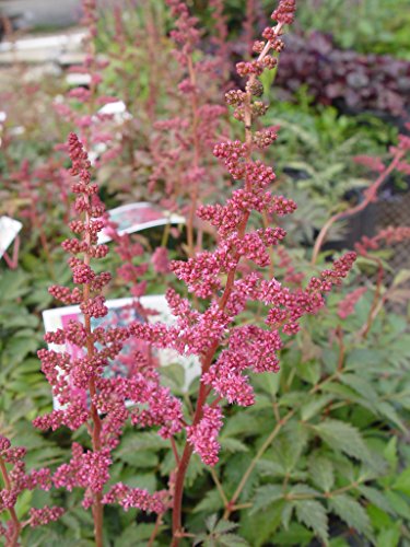 Astilbe arendsii Fanal
