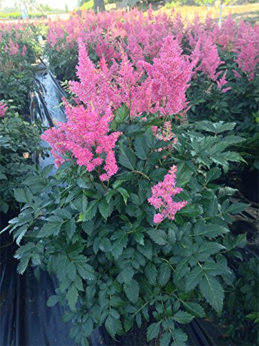 Astilbe japonica 'Rheinland'