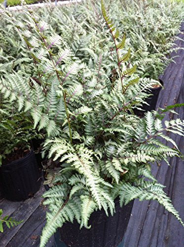 Athyrium nipponicum var. Pictum