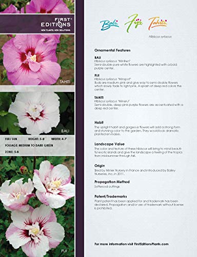 Bali™ Rose of Sharon plant facts