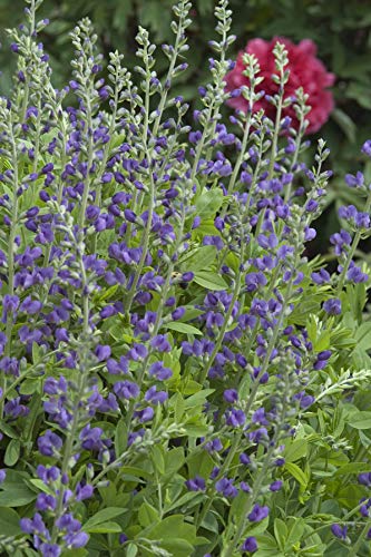 Baptisia australis