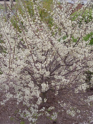 Beach Plum covered in blooms