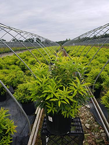 Brouwers Beauty Andromeda in nursery