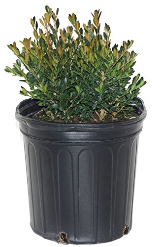 Buxus microphylla var. japonica Green Gem