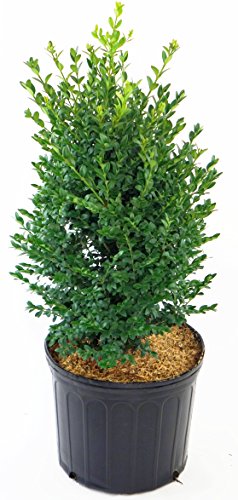 Buxus microphylla var. japonica Green Mountain