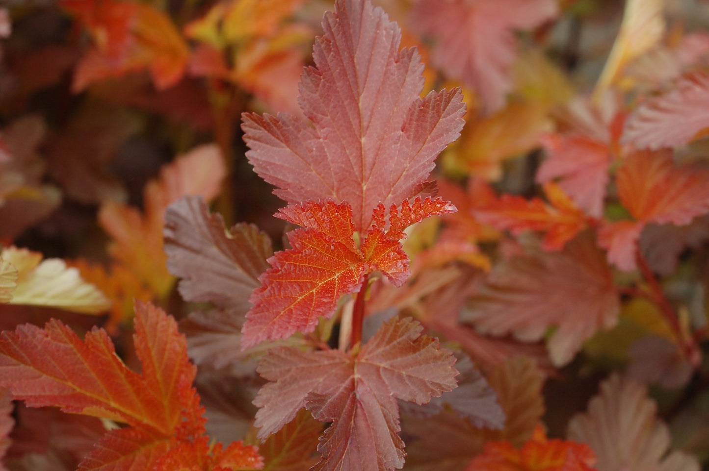 Center Glow Ninebark foliage close up