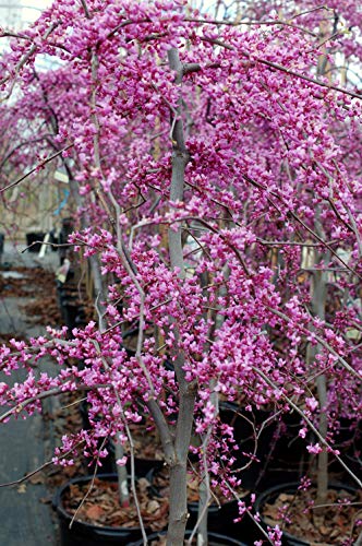 Cercis canadensis