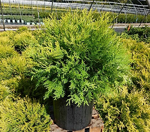 Chamaecyparis obtusa Night Light™