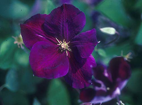 Clematis jackmanii Superba