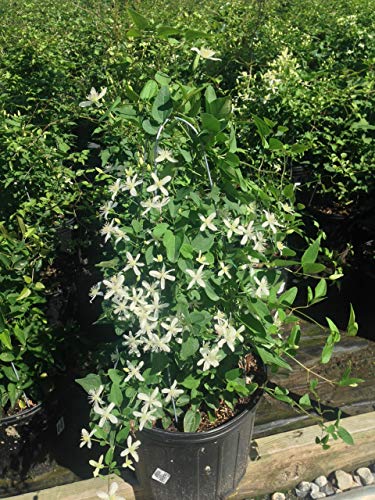 Clematis paniculata in pot