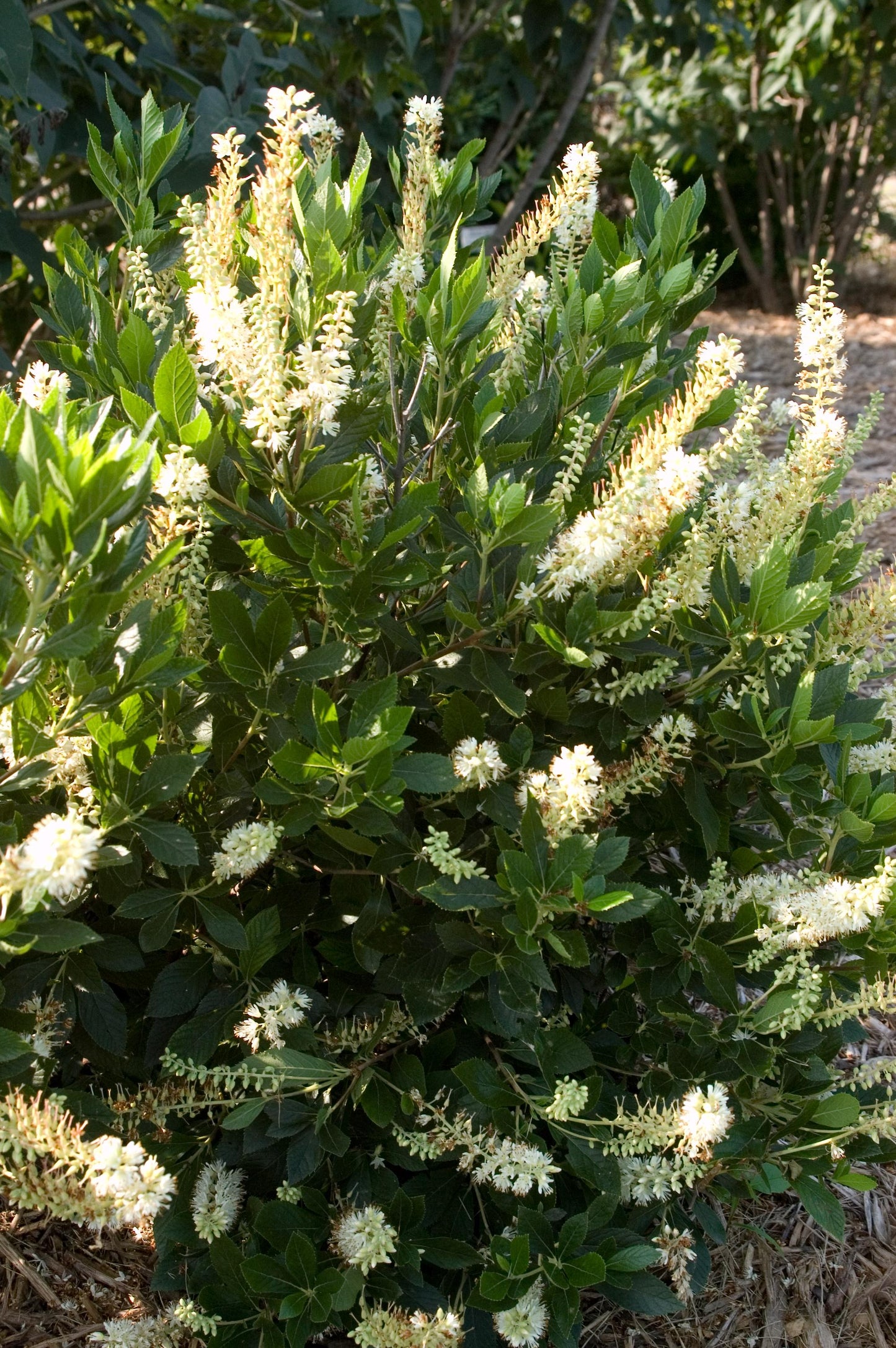 Sugartina® Crystalina Summersweet