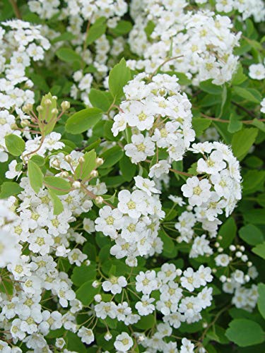 Close-up of Renaissance Spirea white spring blooms and arching branches