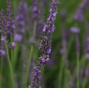 Close-up of purple lavender flowers with green foliage in the background.