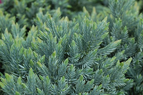 Close shot of trade pot base with visible soil and lower foliage of Blue Star Juniper