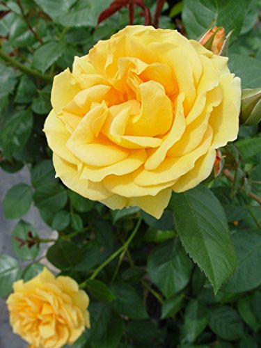 Close‑up of buttery yellow Julia Child rose flower cluster
