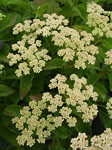 Close‑up of Blue Blaze™ Viburnum’s flat‑topped creamy white flowers against glossy green foliage